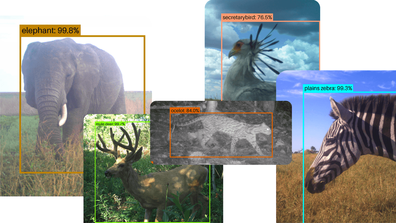 SpeciesNet: A IA Open Source que Revoluciona a Conservação da Vida Selvagem
