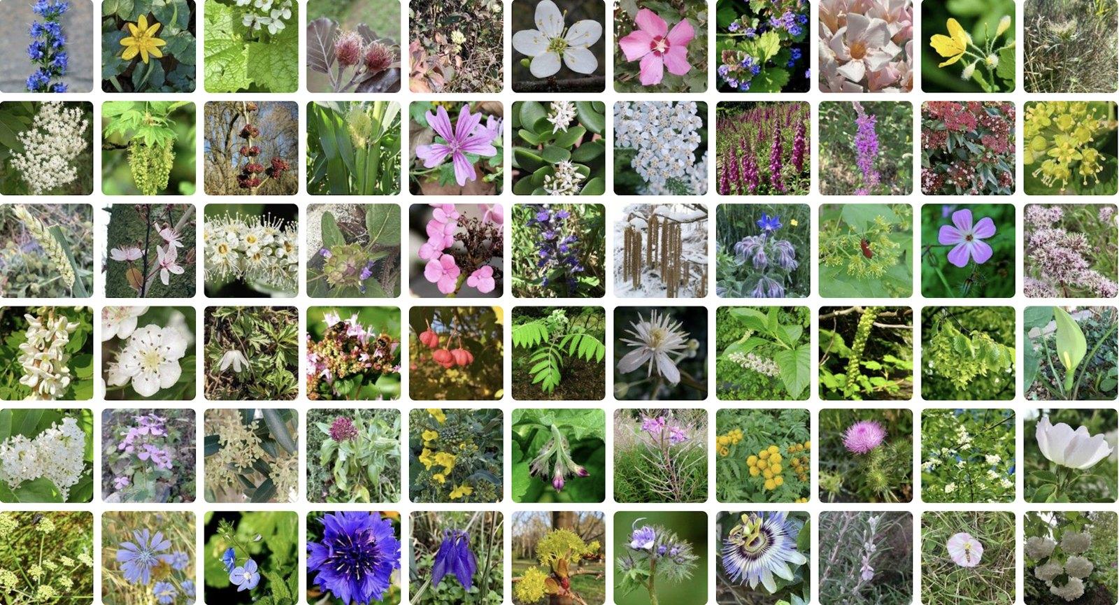 PlantNet: O aplicativo de ciência cidadã que revoluciona a identificação de plantas para cientistas e entusiastas