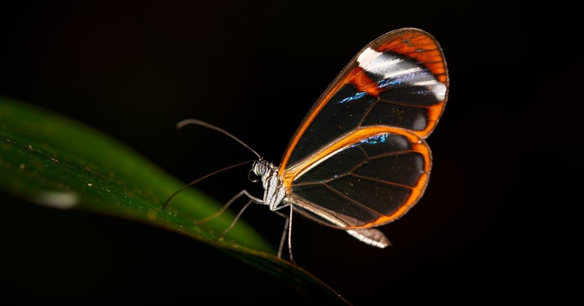 Projeto Glasswing da Anthropic destaca o paradoxo da segurança em IA