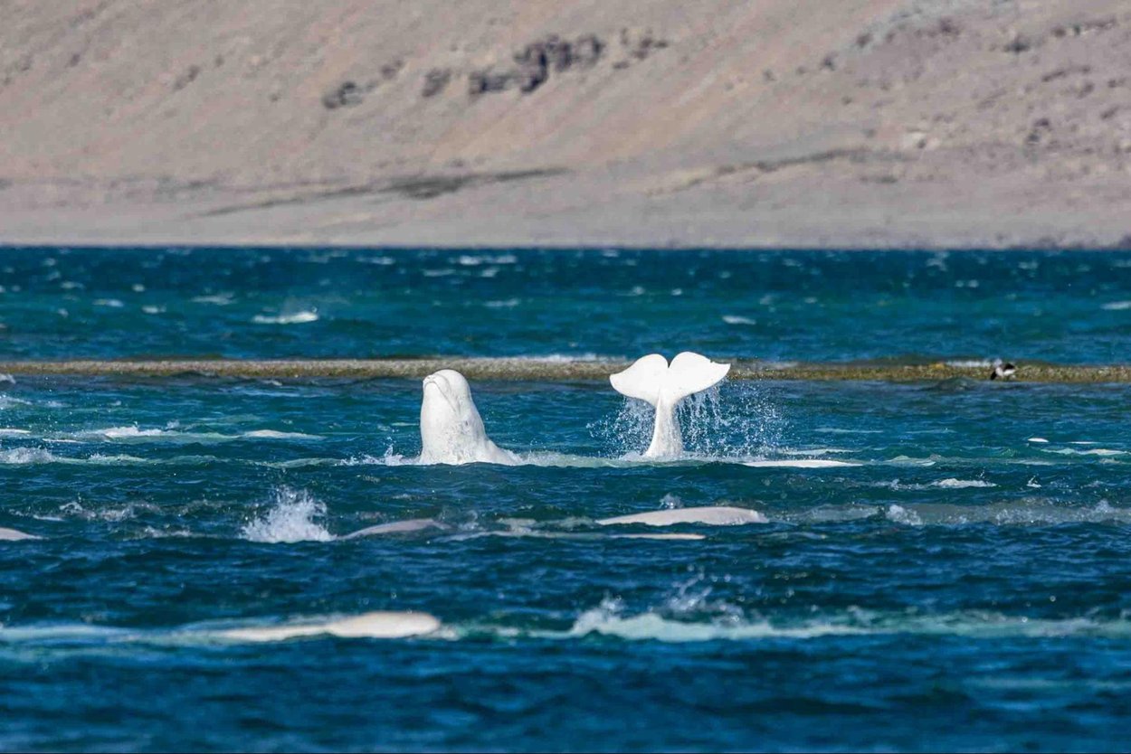 Imagem relacionada ao artigo de Google Research