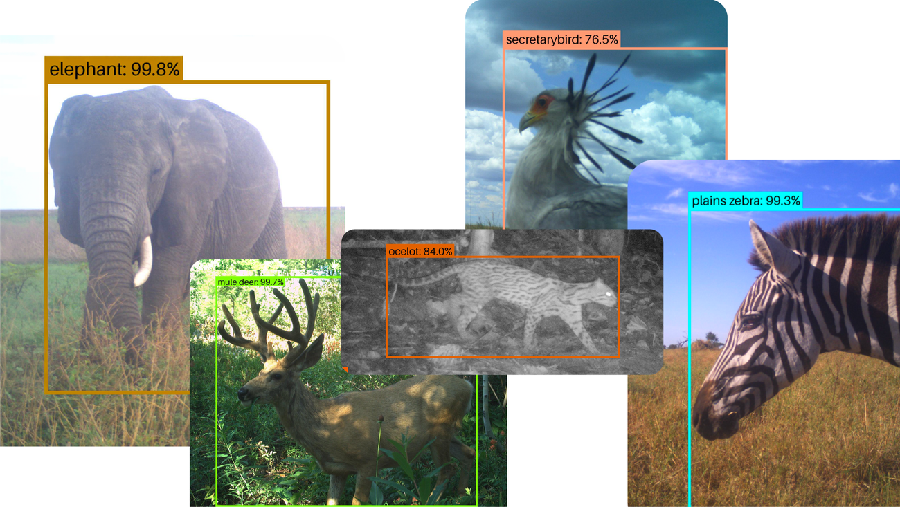 SpeciesNet: A IA Open Source que Revoluciona a Conservação da Vida Selvagem